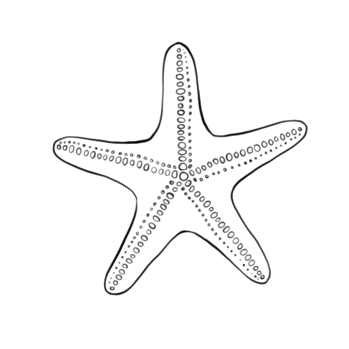 Estrella de mar